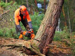 Princeville, IL  Tree Services Company