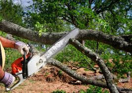 Best Seasonal Cleanup (Spring/Fall)  in Princevle, IL