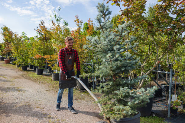 How Our Tree Care Process Works  in  Princeville, IL