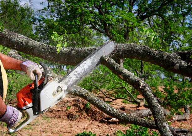 Best Stump Grinding and Removal  in Princevle, IL