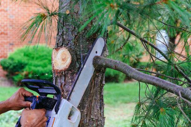 Best Hazardous Tree Removal  in Princevle, IL